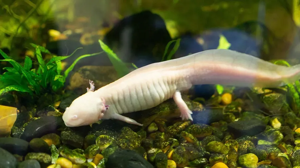 The Epigenetic Clocks of Axolotls’ Stop Ticking