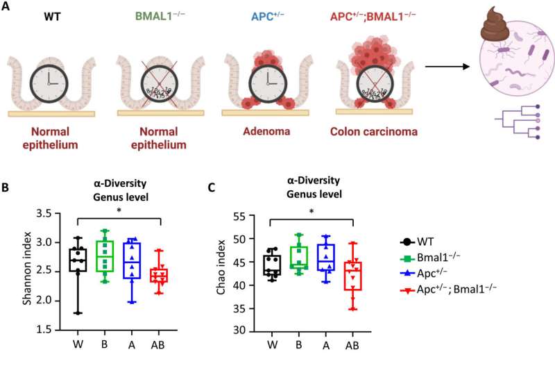 Circadian Disruption Linked to Colorectal Cancer Progression