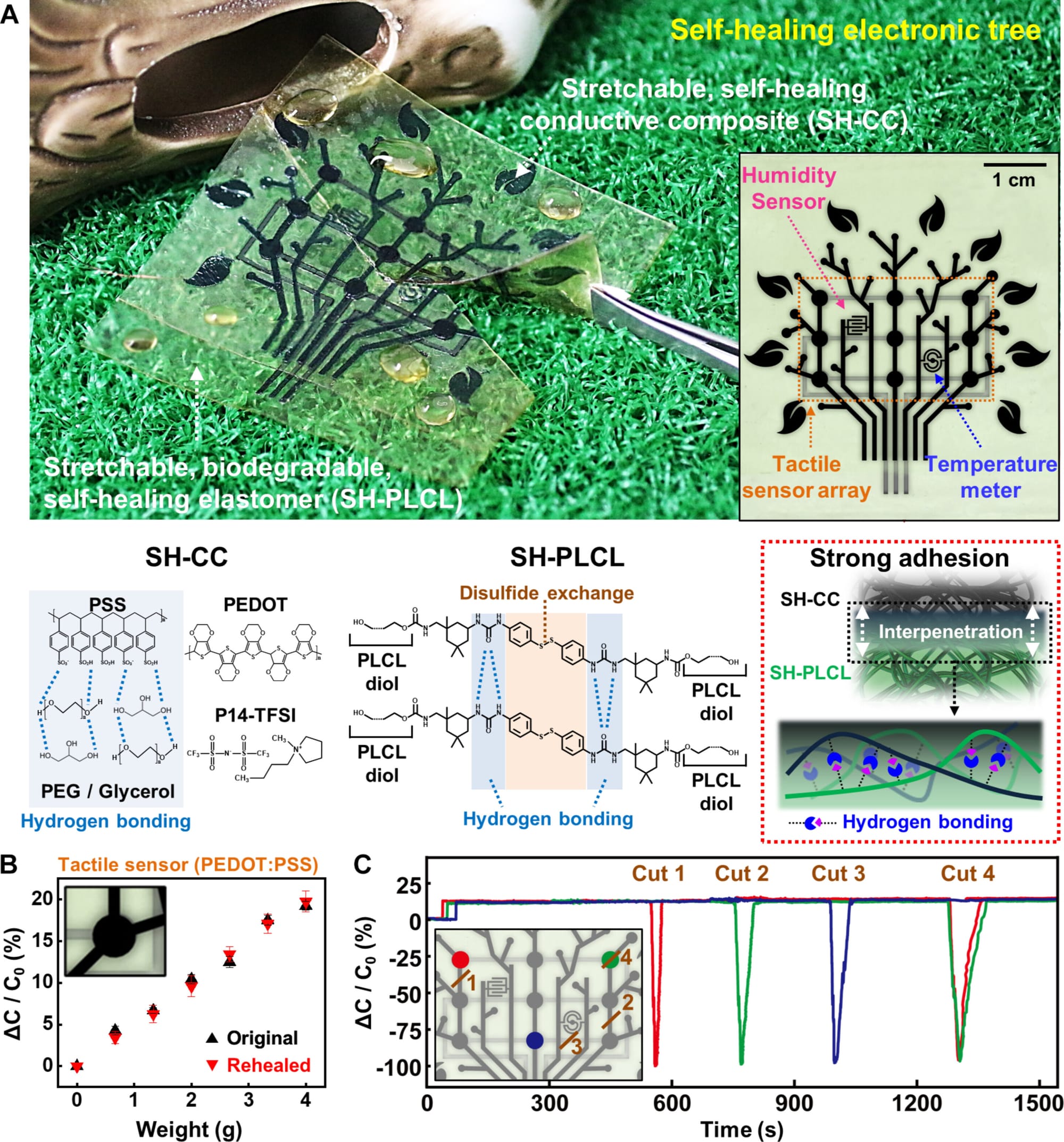 Stretchable, Biodegradable, Self-Healing Medical Patch Developed